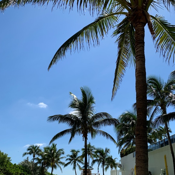 Meet your Posher, Shira - Picture 1 of 1